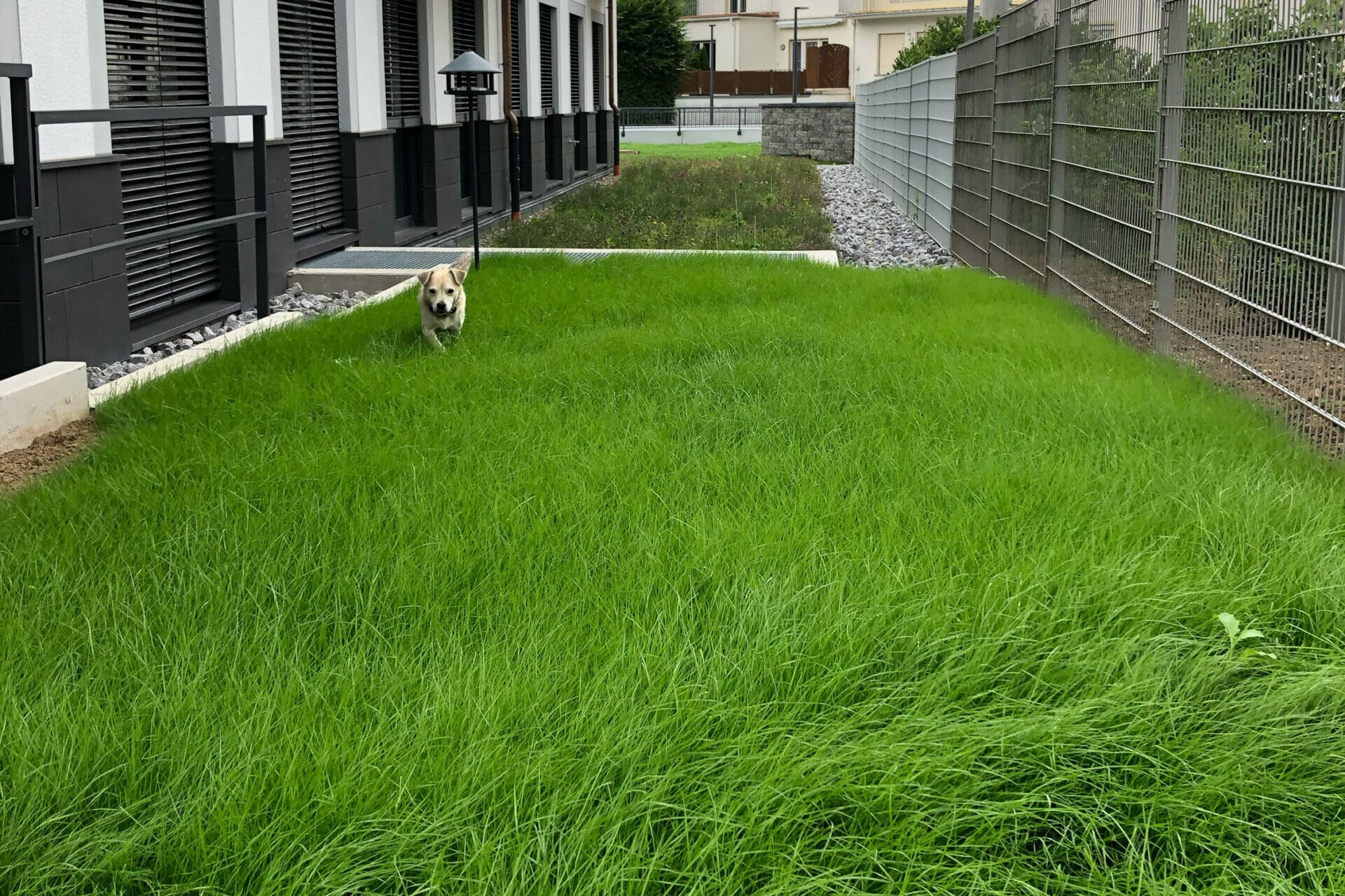 Gründach mit hohem Gras und kleinem Hund, der angelaufen kommt