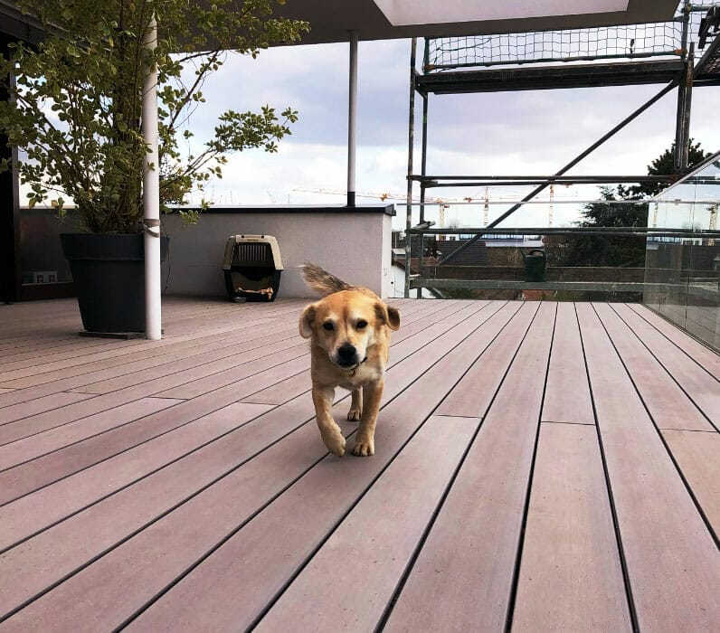 WPC-Belag auf Dachterrasse mit kleinem fröhlichen Hund und Baugerüst im Hintergrund