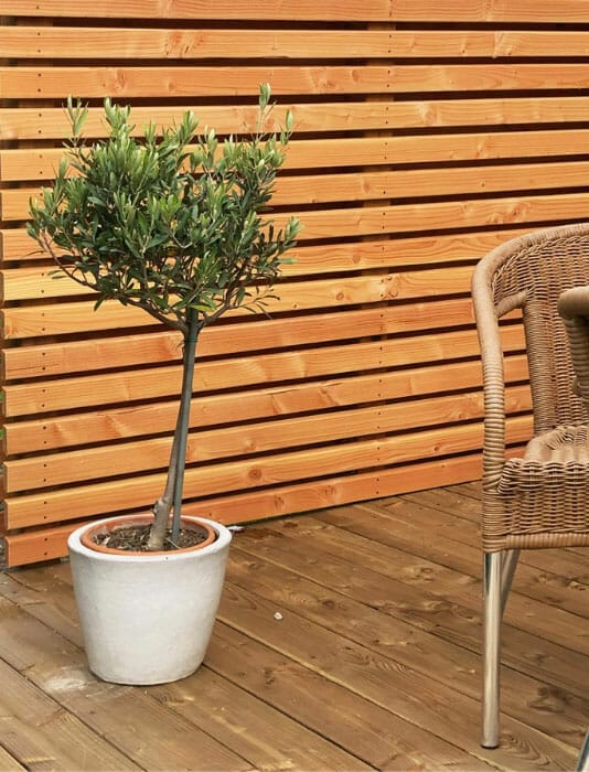 Terrasse mit Holzbelag, Holzwand und Olivenbäumchen